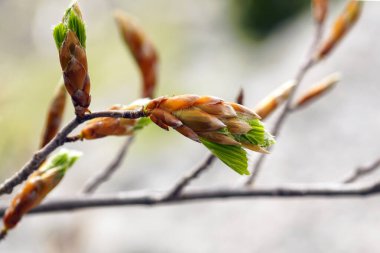 Yaprakları olan tomurcuklar, baharda kayın ağacı dalları. Karadağ 'ın Orjen Dağı Doğası.