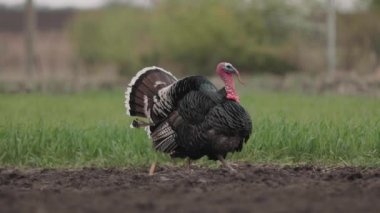 Bir hindi sebze bahçesinde fazla ekilmiş toprakta yürüyor. Kırsal alan, şehir dışındaki hayat, tarım.