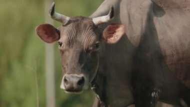 Cos grazing freely on grass, environmentally friendly cattle grazing. 