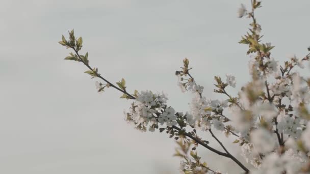 Körsbärsblomma Gren Med Blommor Lantlig Trädgård Jordbruk Livet Utanför Staden — Stockvideo