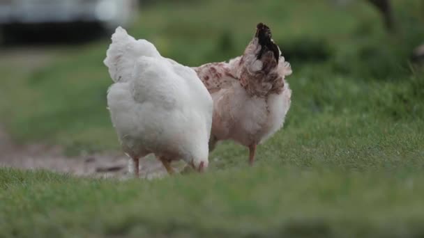 Poulets Broutant Librement Sur Herbe Pâturage Poulet Respectueux Environnement — Video