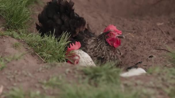 Kurczęta Pasące Się Swobodnie Trawie Ekologiczny Wypas Kurczaków — Wideo stockowe
