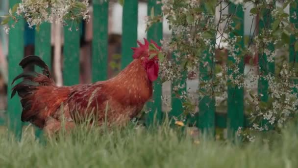 Цыплята Свободно Пасутся Траве Экологически Чистые Куриные Пастбища — стоковое видео