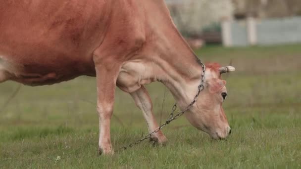 Cos Grazing Freely Grass Environmentally Friendly Cattle Grazing — Videoclip de stoc