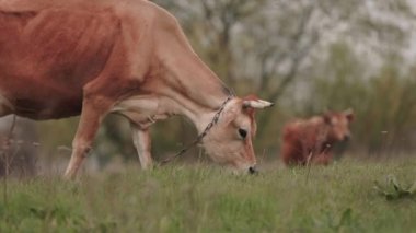 Cos grazing freely on grass, environmentally friendly cattle grazing. 