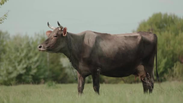 Cos Grazing Freely Grass Environmentally Friendly Cattle Grazing — Video