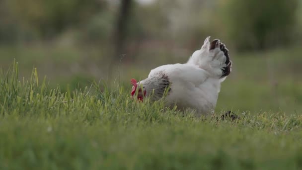 Găini Pășunând Liber Iarbă Pășunat Pui Ecologic — Videoclip de stoc