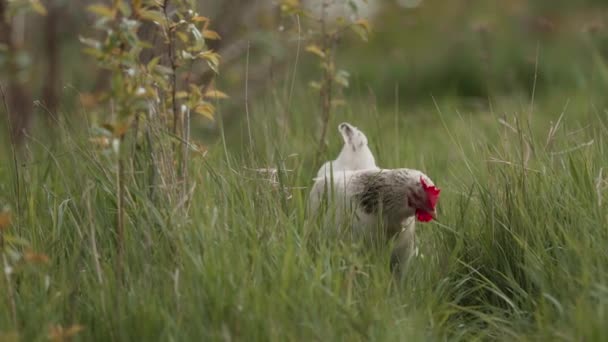 Frei Auf Gras Grasende Hühner Umweltfreundliche Hühnerhaltung — Stockvideo