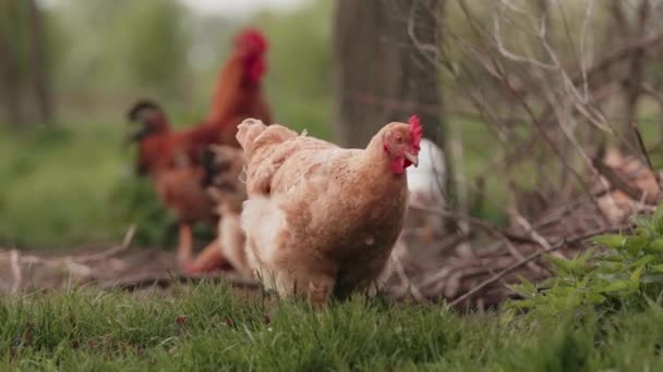 Găini Pășunând Liber Iarbă Pășunat Pui Ecologic — Videoclip de stoc