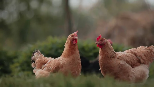 Young Chickens Roosters Walk Free Range Peck Grass Poultry Farming Fotos De Bancos De Imagens