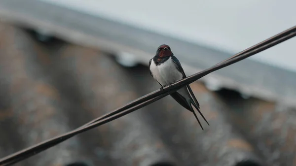 Swallows Duduk Kabel Dan Terbang Jauh Adegan Pedesaan Halaman Sebuah Stok Foto