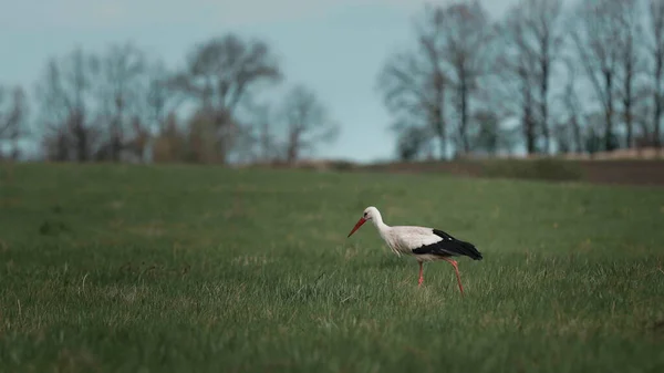Stork Walking Wheat Field Looking Forage Spring Rural Scene Countryside Stok Lukisan  