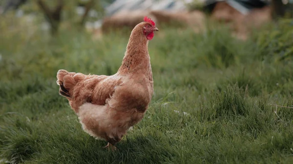 Young Chickens Roosters Walk Free Range Peck Grass Poultry Farming Fotos De Bancos De Imagens