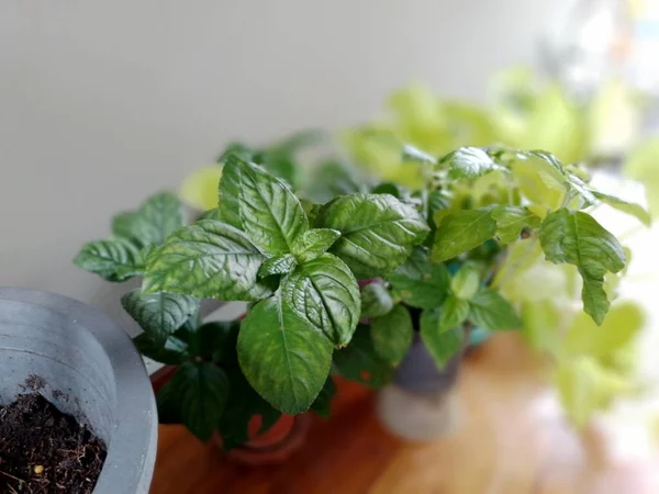 Яскраво Зелені Рослини Невеликих Пластикових Горщиках — стокове фото