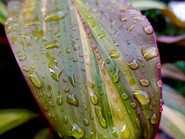 Closeup of Cordyline fruticosa on a rainy day.