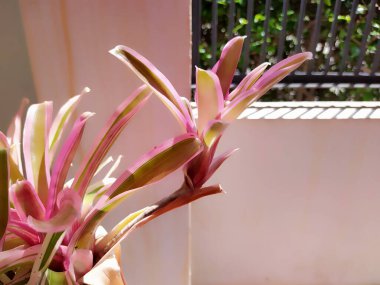 Bromeliads in front of the balcony in the afternoon.