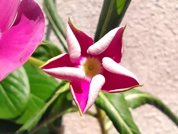Macro Bright Pink Flower Bud — Stock Photo, Image