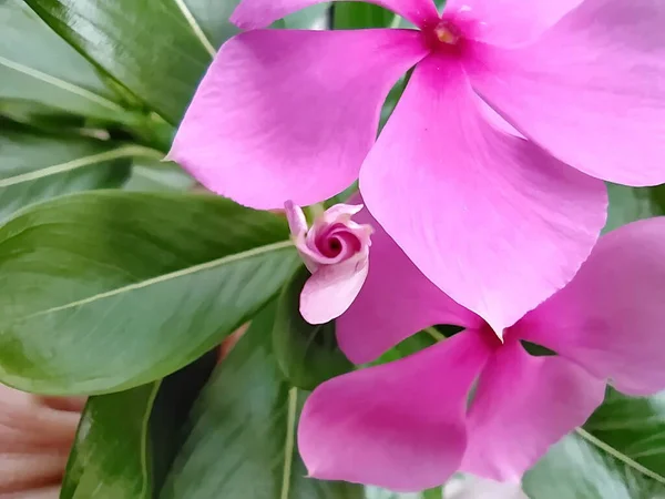 Macro Bright Pink Flower Bud — 스톡 사진