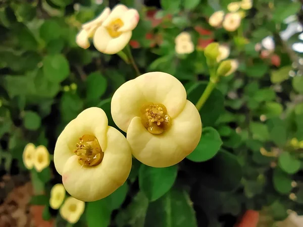 Makroaufnahme Einer Schönen Euphorbia Milii — Stockfoto