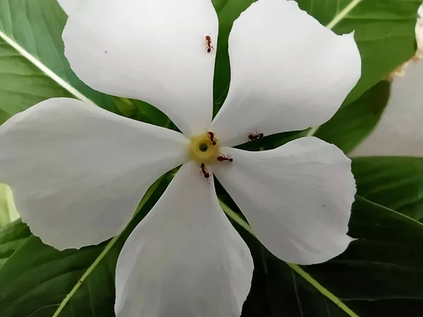 Macro White Catharanthus Roseus Don — стокове фото