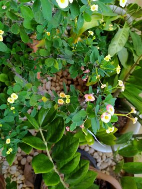 Beautiful Euphorbia milii Desmoul in the garden.