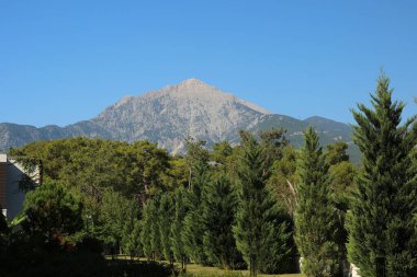 Manzara dağları ve çam ağaçları. Yüksek kalite fotoğraf