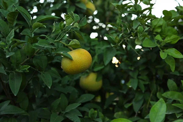 horizontal photo of a grapefruit on a tree. High quality photo