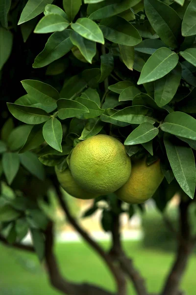 green grapefruit grows on a tree. High quality photo