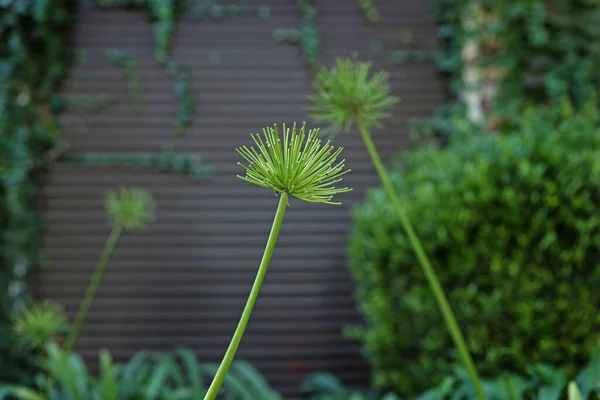 Gyönyörű Zöld Növény Egy Bokorban Kiváló Minőségű Fénykép — Stock Fotó