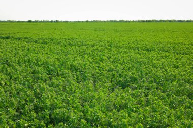 Büyük bir bezelye tarlası. Yüksek kalite fotoğraf