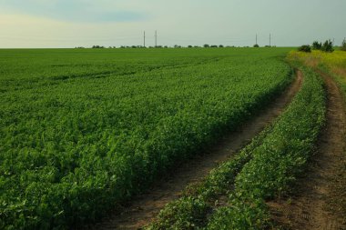 Bezelyeli tarla. Yüksek kalite fotoğraf