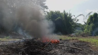 Tarlalar için orman ormanlarının yok edilmesi. Ormanda yangın ve duman, atmosfer kirliliği, küresel ısınma, karbon ayak izi. Yüksek kalite 4k görüntü