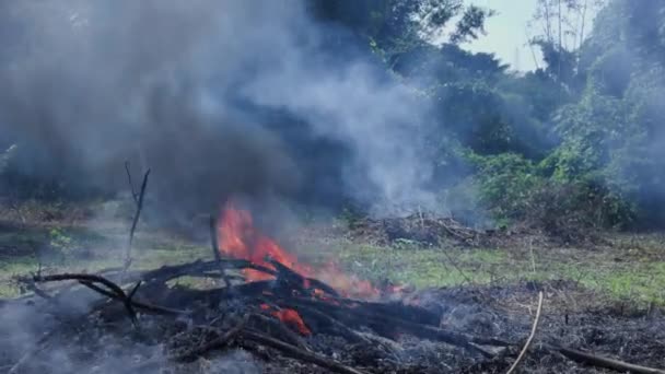 Destruição Floresta Selva Para Terras Agrícolas Fogo Fumo Floresta Poluição — Vídeo de Stock