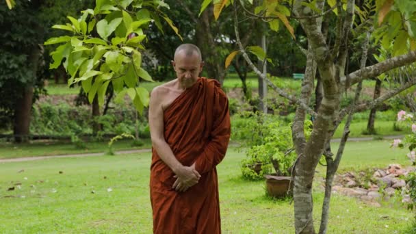 Munkvandringsmeditation Thailändskt Skogskloster Högkvalitativ Film — Stockvideo