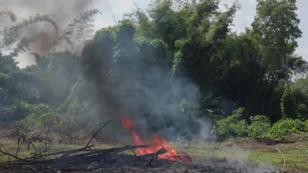 Vernietiging Van Oerwoud Voor Landbouwgrond Vuur Rook Het Bos Luchtvervuiling — Stockvideo