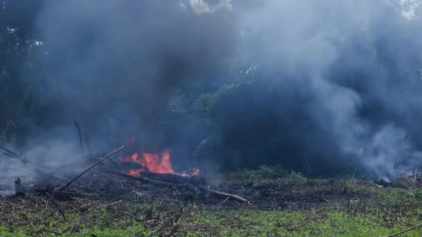 農地のジャングルの森の破壊 森林の火災や煙 大気汚染 地球温暖化 二酸化炭素排出量 高品質4K映像 — ストック動画