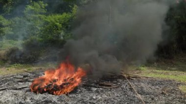 Tarlalar için orman ormanlarının yok edilmesi. Ormanda yangın ve duman, atmosfer kirliliği, küresel ısınma, karbon ayak izi. Yüksek kalite 4k görüntü