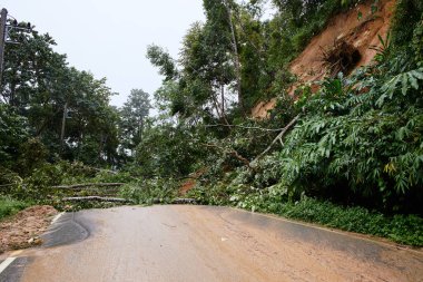 Traffic jam on a mountain road. Fallen tree tree blocking the road. Consequences of a hurricane and a skid. High quality photo
