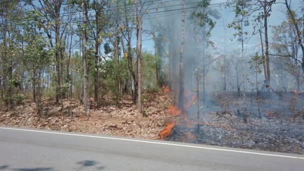 Velký Plamen Národním Parku Během Období Sucha Ničení Nejvzácnějších Keřů — Stock video