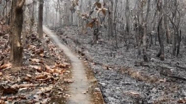 Yanmış çimenlerin ve çalıların kavrulmuş manzarası. Ormandaki ağaçların arasında kül izleri var. Yüksek kalite 4k görüntü