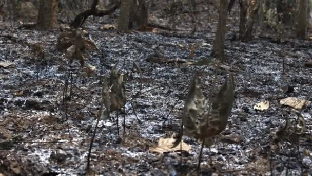燃烧着的草丛 灰烬在森林的地面上燃烧着 高质量的4K镜头 — 图库视频影像