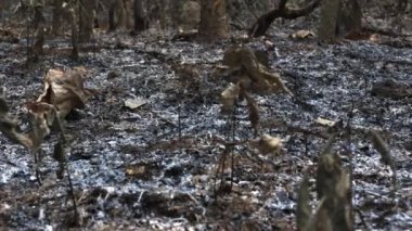 Yanmış bitki kalıntıları ve yanan közler, küller ağaçların arasına saçılmış orman sonrası. Yüksek kalite 4k görüntü