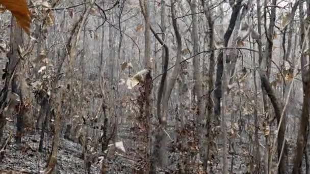 Des Restes Végétation Brûlée Une Couche Cendres Entrelacent Avec Les — Video