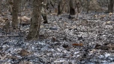 Yangının tahrip ettiği çimenler ve çalılar, orman zeminini kaplayan bir kül tabakası. Yüksek kalite 4k görüntü