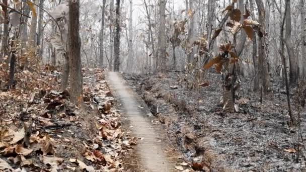 Herbe Brûlée Arbustes Transformés Voile Cendres Drapant Sol Forêt Parmi — Video