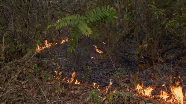 Fiery Havoc Las Estaciones Secas Fuego Terrestre Envuelve Bosque Contaminando — Vídeo de stock