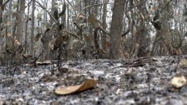Yanmış çimenler ve çalılar, ateşin ardından orman zeminine yayılmış küllerden bir battaniye. Yüksek kalite 4k görüntü