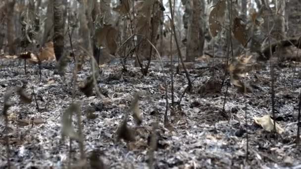 被火焰吞没的草丛成了废墟 在森林的树木间留下了灰烬的痕迹 高质量的4K镜头 — 图库视频影像
