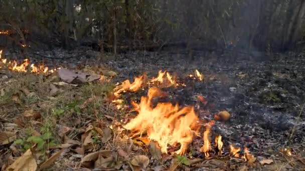 Smoky Peril Ground Fire Forest Dry Season Pollutes Air Flames — Vídeo de stock
