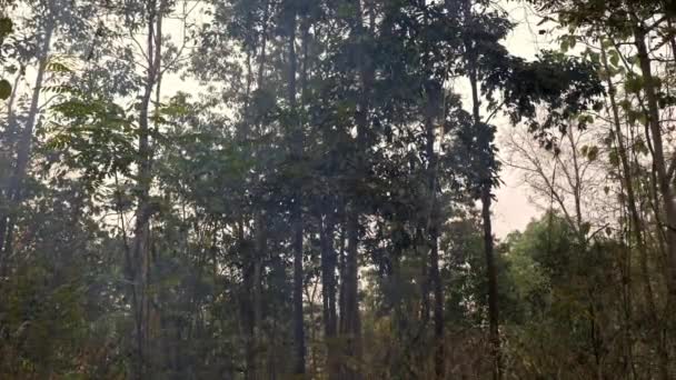 Firestorm Chaos Ground Fires Impact Air Quality Dry Season Jungle — Stockvideo